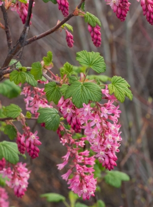 Picture of USA-WASHINGTON STATE. RED FLOWERING CURRANT.