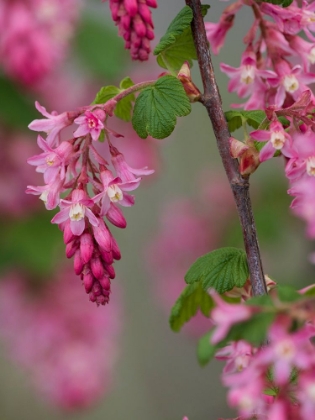 Picture of USA-WASHINGTON STATE. RED FLOWERING CURRANT.
