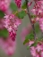 Picture of USA-WASHINGTON STATE. RED FLOWERING CURRANT.