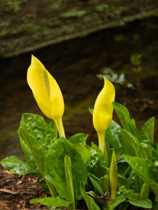 Picture of USA-WASHINGTON STATE-BELLEVUE. BELLEVUE BOTANICAL GARDEN. WESTERN SKUNK CABBAGE.