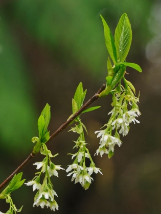 Picture of USA-WASHINGTON STATE-BELLEVUE. BELLEVUE BOTANICAL GARDEN. INDIAN PLUM