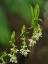Picture of USA-WASHINGTON STATE-BELLEVUE. BELLEVUE BOTANICAL GARDEN. INDIAN PLUM