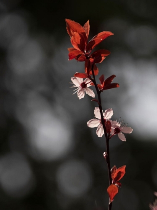 Picture of USA-WASHINGTON STATE-BELLEVUE. BELLEVUE BOTANICAL GARDEN. CHERRY PLUM