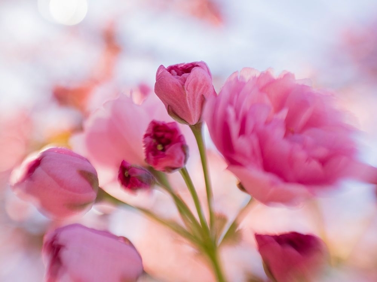 Picture of USA-WASHINGTON STATE. CHERRY BLOSSOMS.