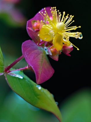 Picture of USA-WASHINGTON STATE-BELLEVUE. BELLEVUE BOTANICAL GARDEN. TUTSAN