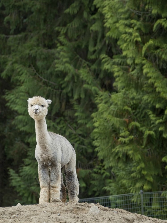 Picture of USA-WASHINGTON STATE-CARNATION. ALPACA.