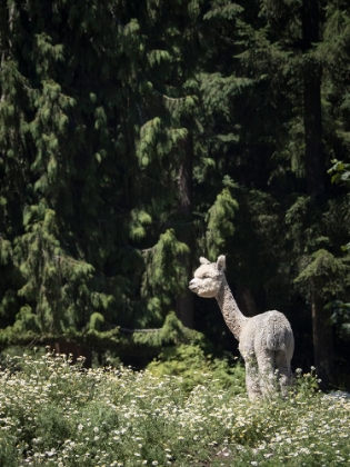 Picture of USA-WASHINGTON STATE-CARNATION. ALPACA.