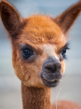 Picture of USA-WASHINGTON STATE-CARNATION. ALPACA.