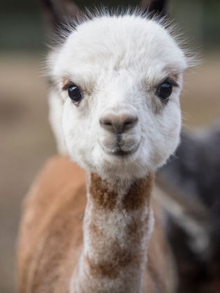 Picture of USA-WASHINGTON STATE-CARNATION. ALPACA.