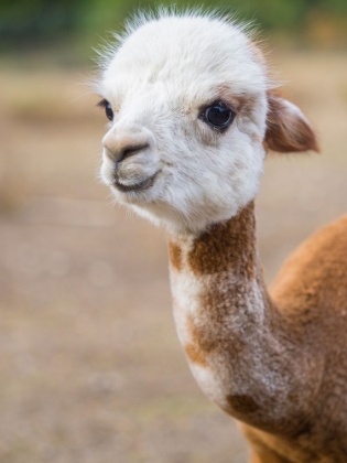 Picture of USA-WASHINGTON STATE-CARNATION. ALPACA.