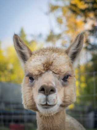 Picture of USA-WASHINGTON STATE-CARNATION. ALPACA.