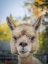 Picture of USA-WASHINGTON STATE-CARNATION. ALPACA.
