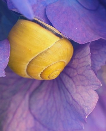 Picture of PURPLE FLOWER WITH YELLOW SNAIL.
