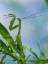 Picture of USA-OREGON. DESCHUTES RIVER. PRAYING MANTIS.