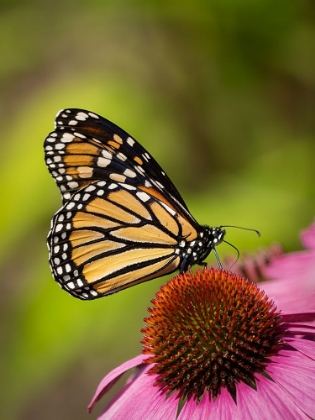 Picture of MONARCH BUTTERFLY ON ECHINACEA FLOWER.