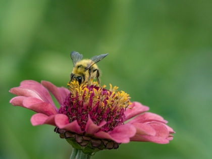 Picture of USA-WASHINGTON STATE-DUVALL. HONEY BEE ON COMMON ZINNIA.