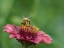 Picture of USA-WASHINGTON STATE-DUVALL. HONEY BEE ON COMMON ZINNIA.
