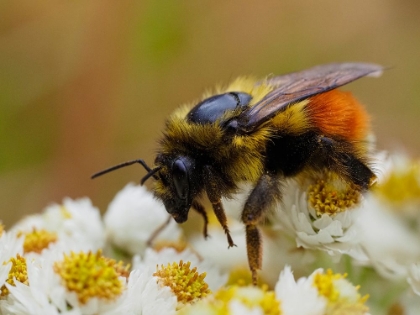 Picture of USA-WASHINGTON STATE-BELLEVUE. HONEYBEE COVERED WITH POLLEN ON PEARLY EVERLASTING