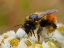 Picture of USA-WASHINGTON STATE-BELLEVUE. HONEYBEE COVERED WITH POLLEN ON PEARLY EVERLASTING