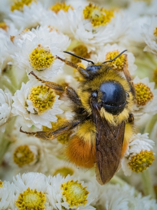 Picture of USA-WASHINGTON STATE-BELLEVUE. HONEYBEE COVERED WITH POLLEN ON PEARLY EVERLASTING