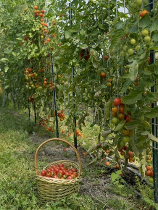Picture of USA-WASHINGTON STATE. TOMATOES GROWING AND A BASKET WITH HARVEST