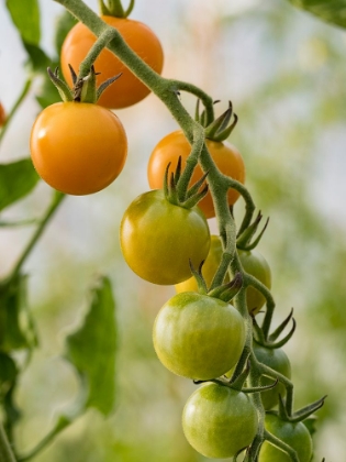 Picture of USA-WASHINGTON STATE-CARNATION. ORANGE TOMATOES GROWING ON VINE