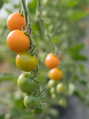 Picture of USA-WASHINGTON STATE-CARNATION. ORANGE TOMATOES GROWING ON VINE