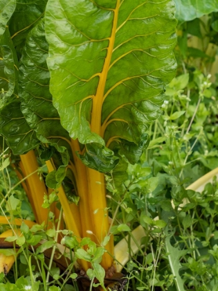 Picture of USA-WASHINGTON STATE-CARNATION. CHARD GROWING AT A FARM