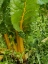 Picture of USA-WASHINGTON STATE-CARNATION. CHARD GROWING AT A FARM
