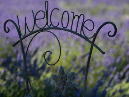 Picture of USA-WASHINGTON STATE. SNOQUALMIE VALLEY. BLACK IRON WELCOME SIGN IN GARDEN WITH LAVENDER