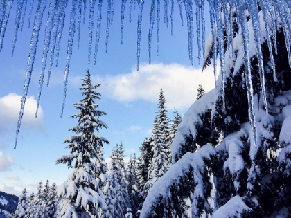 Picture of USA-WASHINGTON STATE. CRYSTAL MOUNTAIN-ICICLES AND SNOW-COVERED TREES.