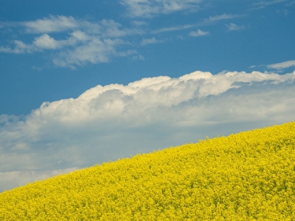 Picture of USA-WASHINGTON STATE-PALOUSE. CANOLA FIELDS UNDER BLUE SKY WITH PUFFY CLOUDS
