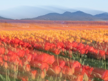 Picture of ROWS OF TULIPS AT FARM WITH MOUNTAINS IN DISTANCE. SKAGIT VALLEY TULIP FESTIVAL