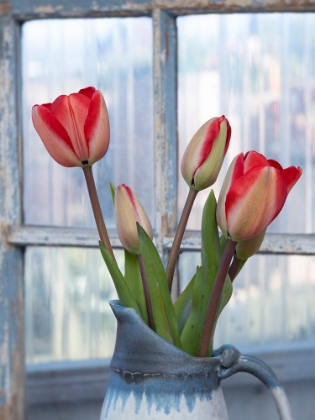 Picture of USA-WASHINGTON STATE-MT. VERNON. TULIPS IN VASE BY WINDOW