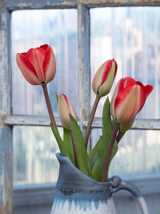 Picture of USA-WASHINGTON STATE-MT. VERNON. TULIPS IN VASE BY WINDOW