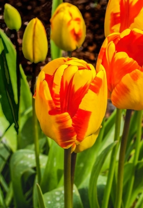 Picture of BANJA LUKA DARWIN HYBRID TULIP BLOOMING. NAMED AFTER CITY IN BOSNIA-TULIPS ARE NATIVE TO TURKEY.