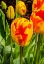 Picture of BANJA LUKA DARWIN HYBRID TULIP BLOOMING. NAMED AFTER CITY IN BOSNIA-TULIPS ARE NATIVE TO TURKEY.