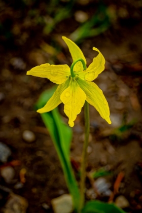 Picture of USA-WYOMING-SNOWY RANGE. YELLOW AVALANCHE LILY CLOSE-UP.