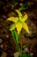 Picture of USA-WYOMING-SNOWY RANGE. YELLOW AVALANCHE LILY CLOSE-UP.