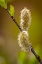 Picture of USA-WYOMING-SNOWY RANGE. WILLOW STEM WITH BUDS.