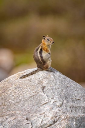 Picture of USA-WYOMING-SNOWY RANGE. GOLDEN-MANTLED GROUND SQUIRREL ON ROCK.