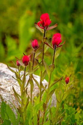 Picture of USA-WYOMING-SNOWY RANGE. RED INDIAN PAINTBRUSH FLOWERS CLOSE-UP.