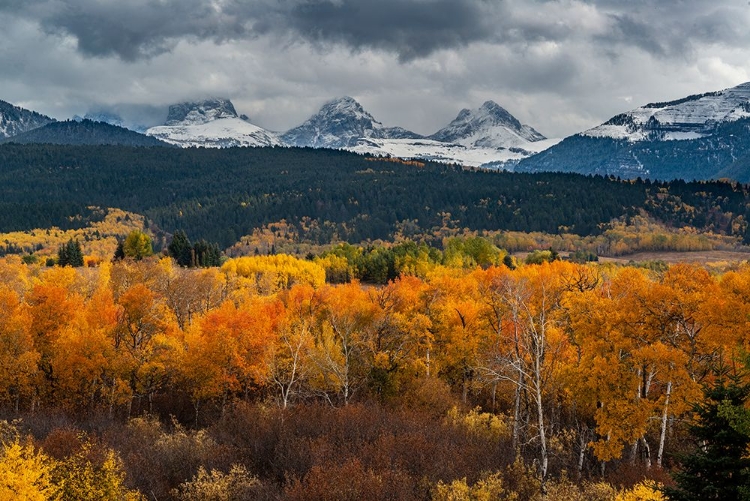 Picture of USA-WYOMING. ORANGE AND YELLOW ASPENS WITH SNOW-COVERED TETON MOUNTAINS NEAR JACKSON HOLE.