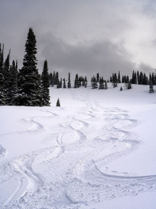 Picture of USA-WYOMING. SKI TRACKS IN POWDER NEAR JACKSON HOLE.