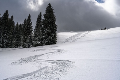 Picture of USA-WYOMING. SKI TRACKS IN POWDER NEAR JACKSON HOLE.