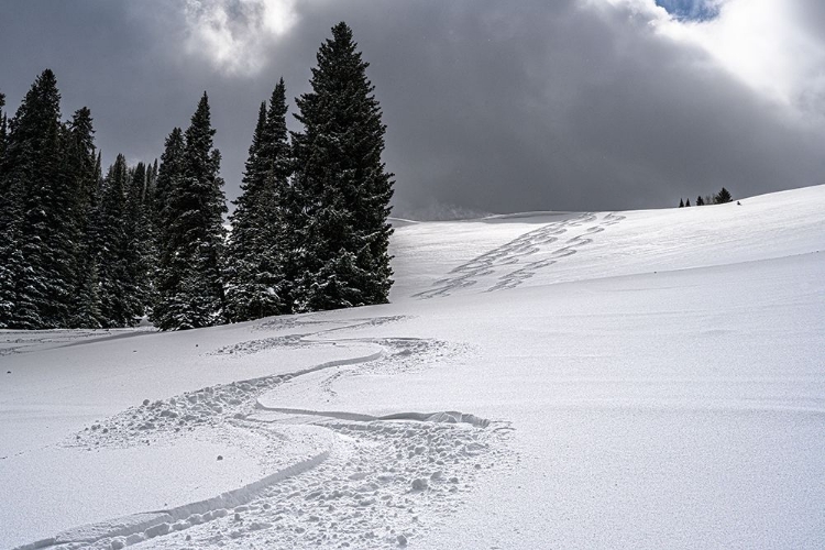 Picture of USA-WYOMING. SKI TRACKS IN POWDER NEAR JACKSON HOLE.