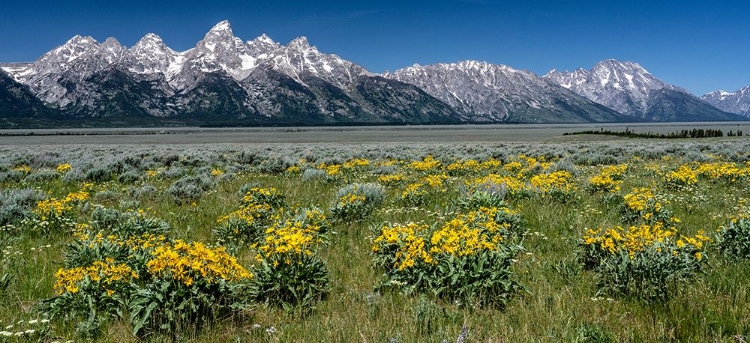 Picture of USA-WYOMING. GRAND TETON RANGE AND ARROWLEAF BALSAMROOT WILDFLOWERS-GRAND TETON NATIONAL PARK.