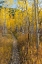 Picture of USA-WYOMING. TRAIL THROUGH AUTUMN ASPENS AND GRASSLANDS-BLACK TAIL BUTTE-GRAND TETON NP.