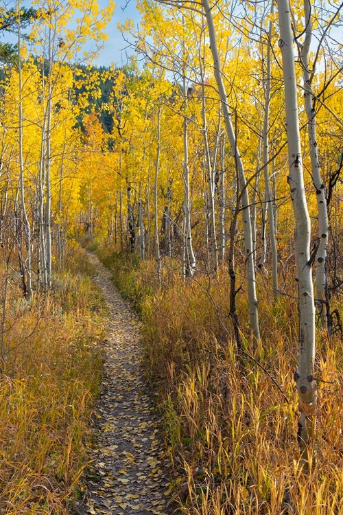 Picture of USA-WYOMING. TRAIL THROUGH AUTUMN ASPENS AND GRASSLANDS-BLACK TAIL BUTTE-GRAND TETON NP.