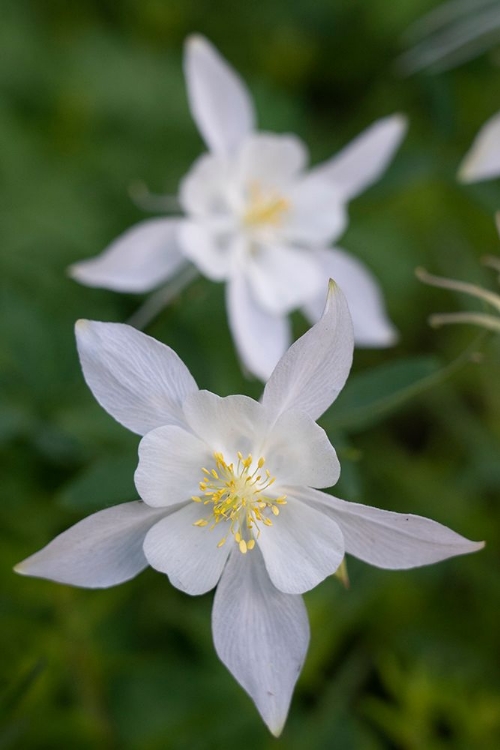 Picture of USA-WYOMING. COLUMBINE WILDFLOWERS-GRAND TETON NATIONAL PARK.